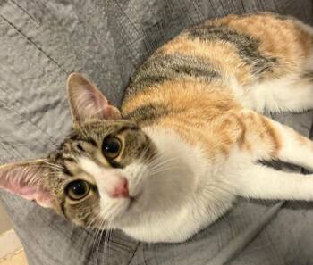 Tsylya (and Thomas) -  Domestic Short Hair Cat for Adoption in New York, New York - Tsylya (and Thomas) | PetCurious