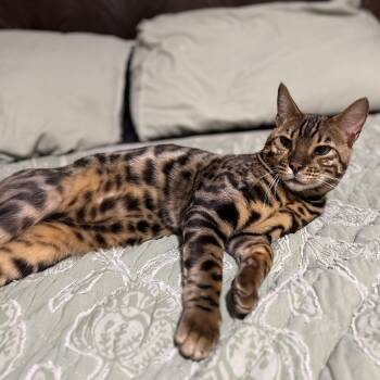 Bengal Cats Available for Adoption in Richmond, Virginia - Tiberius | PetCurious