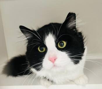 Domestic Medium Hair and Domestic Short Hair Cats Available for Adoption in Savannah, Georgia - Mr. Beast | PetCurious