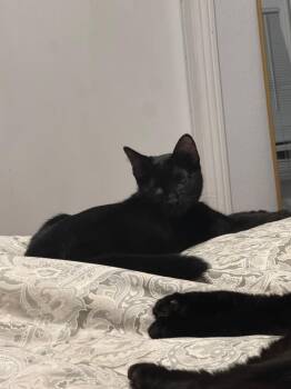 Rescue Domestic Short Hair Cats for Adoption in Santa Cruz, California - Kevin | PetCurious