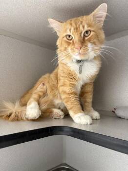 GUS -  Domestic Short Hair Cat for Adoption in Aurora, Colorado - GUS | PetCurious