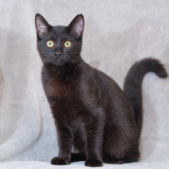 Parul -  Domestic Short Hair Cat for Adoption in Sunnyvale, California - Parul | PetCurious