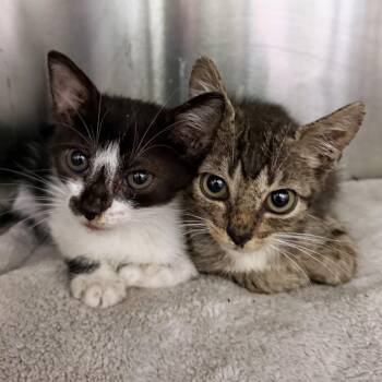 Genial Lightning 29 -  Domestic Short Hair Cat for Adoption in Austin, Texas - Genial Lightning 29 | PetCurious