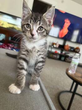 Alex -  Domestic Short Hair Cat for Adoption in Westfield, Massachusetts - Alex | PetCurious