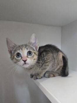 Eliza Thornberry -  Domestic Short Hair Cat for Adoption in Savannah, Georgia - Eliza Thornberry | PetCurious