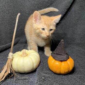 Salamander -  Domestic Short Hair Cat for Adoption in Pasadena, California - Salamander | PetCurious