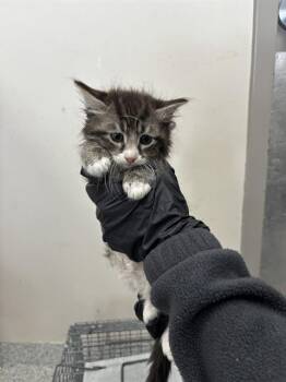 BISCUIT -  Domestic Medium Hair Cat for Adoption in Pasadena, Texas - BISCUIT | PetCurious