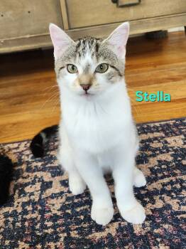 Stella -  Domestic Short Hair Cat for Adoption in Warrington, Pennsylvania - Stella | PetCurious