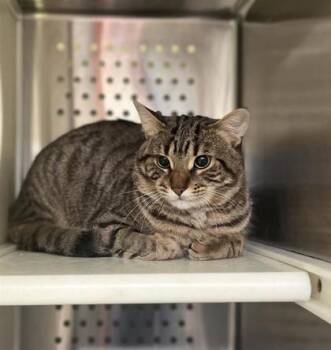 Domestic Short Hair Cats Available for Adoption - Prince | PetCurious