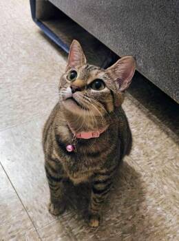 Hira -  Domestic Short Hair Cat for Adoption in Pearland, Texas - Hira | PetCurious