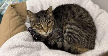 Mystery -  Domestic Short Hair Cat for Adoption in Hudson, New Hampshire - Mystery | PetCurious