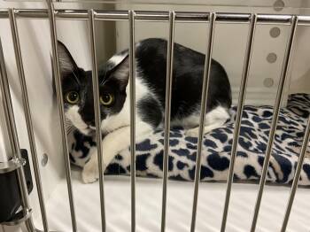 MONKEY -  Domestic Short Hair Cat for Adoption in Ontario, California - MONKEY | PetCurious