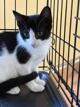 Curly -  Tuxedo Cat for Adoption in Absecon, New Jersey - Curly | PetCurious