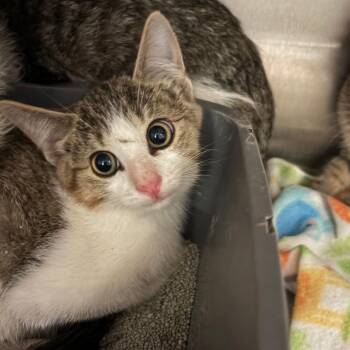 Jackie O -  Domestic Short Hair Cat for Adoption in West Des Moines, Iowa - Jackie O | PetCurious