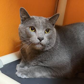 Domestic Short Hair Cats Available for Adoption in Elyria, Ohio - Fritz **Declawed** | PetCurious
