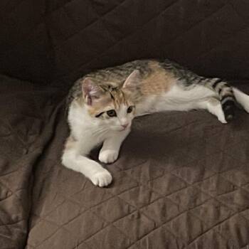 Pinky ARC2026-381 -  Domestic Short Hair Cat for Adoption in Akron, New York - Pinky ARC2026-381 | PetCurious