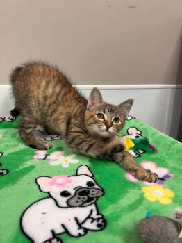 Domestic Short Hair Cats Available for Adoption in Shepherdsville, Kentucky - FIona | PetCurious