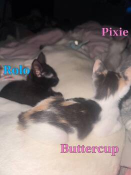 Rolo -  Domestic Short Hair Cat for Adoption in Diamond Springs, California - Rolo | PetCurious