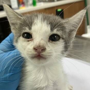 Rescue Domestic Short Hair Cats for Adoption in Las Cruces, New Mexico - Harmony | PetCurious