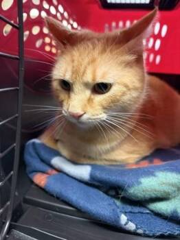 Domestic Short Hair Cats Available for Adoption in West Chester, Pennsylvania - Aristotle | PetCurious