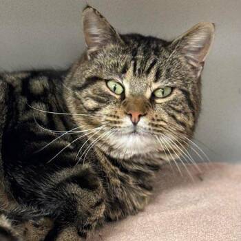 Rescue Domestic Short Hair Cats for Adoption in Batavia, New York - Archie | PetCurious