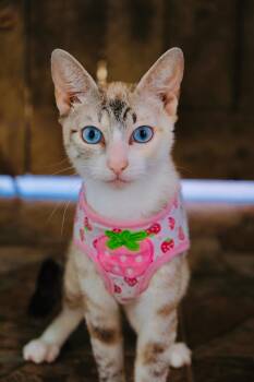 Chinchilla -  Siamese and Tabby Cat for Adoption in San Diego, California - Chinchilla | PetCurious
