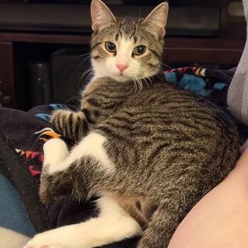 Jackson (bonded with Alan) -  Domestic Short Hair Cat for Adoption in Chicago, Illinois - Jackson (bonded With Alan) | PetCurious