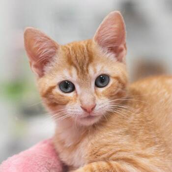 Prada -  Domestic Short Hair Cat for Adoption in St. Augustine, Florida - Prada | PetCurious