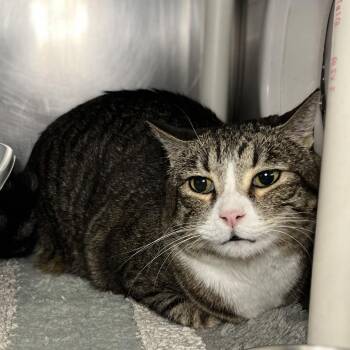Maggie Cat -  Domestic Short Hair Cat for Adoption in Palm Springs, California - Maggie Cat | PetCurious