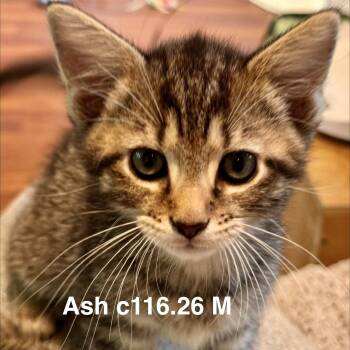 Foster Ash -  Domestic Short Hair and Tiger Cat for Adoption in Batavia, New York - Foster Ash | PetCurious