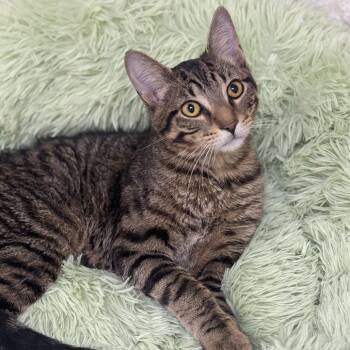 Domestic Short Hair Cats Available for Adoption - Pinata | PetCurious