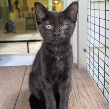 Jacque -  Domestic Short Hair Cat for Adoption in Fenton, Michigan - Jacque | PetCurious