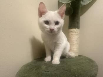 Domestic Short Hair Cats Available for Adoption - Miranda | PetCurious