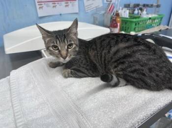 Rescue Domestic Short Hair Cats for Adoption in Roseville, California - BIBI | PetCurious