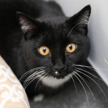 Rescue Domestic Short Hair Cats for Adoption in Salt Lake City, Utah - Midori | PetCurious