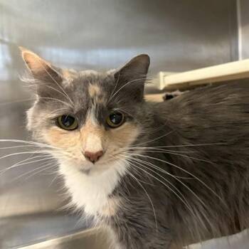 Juniper -  Domestic Long Hair Cat for Adoption in Des Moines, Iowa - Juniper | PetCurious