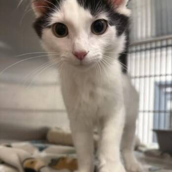East -  Domestic Medium Hair Cat for Adoption in Allen, Texas - East | PetCurious