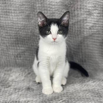 Domestic Short Hair Cats Available for Adoption in Social Circle, Georgia - Packing Peanut - Andrea Foster | PetCurious