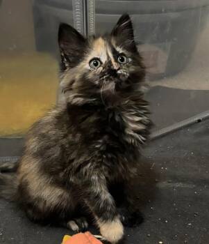 Dorothea -  Tortoiseshell Cat for Adoption in San Juan Capistrano, California - Dorothea | PetCurious