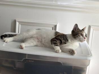 Roxanne26 -  Domestic Short Hair Cat for Adoption in Youngsville, North Carolina - Roxanne26 | PetCurious