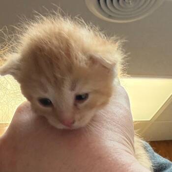 Fava -  American Shorthair Cat for Adoption in Greenfield, Indiana - Fava | PetCurious