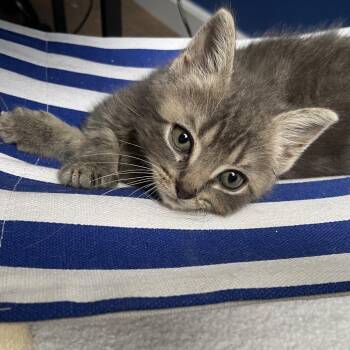 Leano -  Domestic Short Hair Cat for Adoption in Allentown, Pennsylvania - Leano | PetCurious
