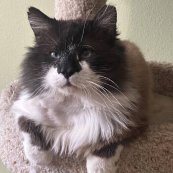 Domestic Long Hair Cats Available for Adoption in Morrison, Colorado - Chonk Bell | PetCurious