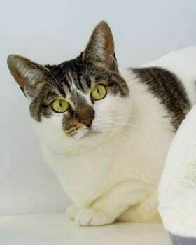 Domestic Short Hair Cats Available for Adoption - Annalisa 308090 | PetCurious