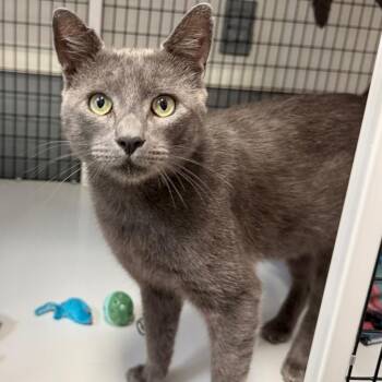 Buford -  Domestic Short Hair Cat for Adoption in Trenton, New Jersey - Buford | PetCurious