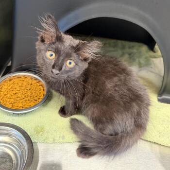 Echo -  Domestic Medium Hair Cat for Adoption in Morganton, North Carolina - Echo | PetCurious