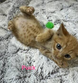 Puck -  Tabby Cat for Adoption in Shrewsbury, Massachusetts - Puck | PetCurious