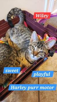 Wiley -  Domestic Short Hair Cat for Adoption in Maryville, Tennessee - Wiley | PetCurious