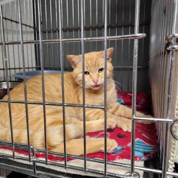 Domestic Short Hair Cats Available for Adoption - Lucille C46372 | PetCurious