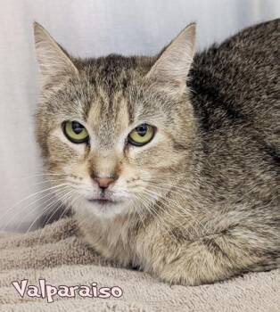 Domestic Short Hair Cats Available for Adoption in Mason, Michigan - Valparaiso (Blue Collar) | PetCurious